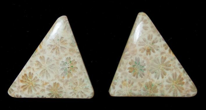 Triangle Shaped Fossil Coral Cabs #8620